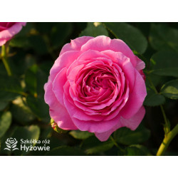 Marija Frayla™ - Róże silnie pachnące - 