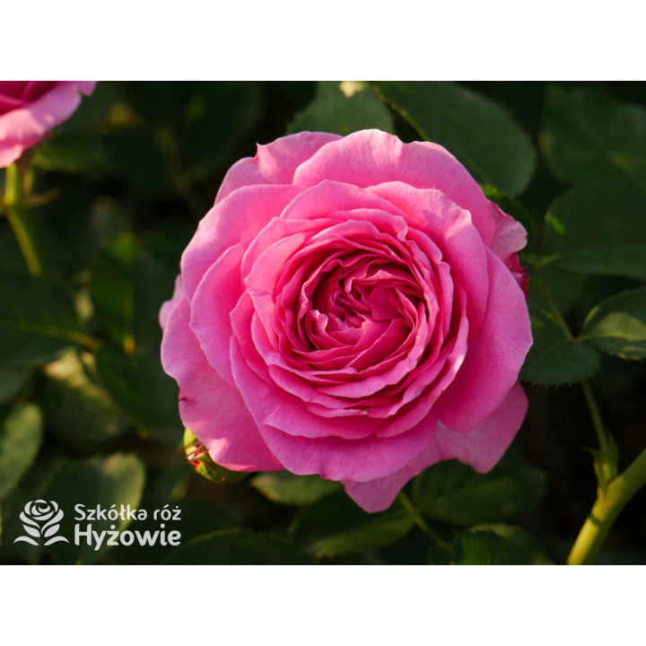 Marija Frayla™ - Róże silnie pachnące - 