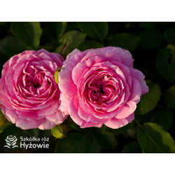 Marija Frayla™ - Róże silnie pachnące - 