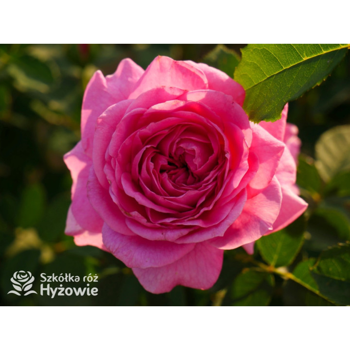 Marija Frayla™ - Róże silnie pachnące - 