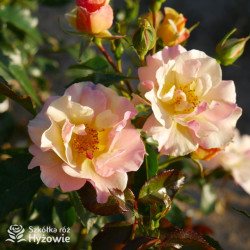 Mellite Mella™ - Róże Rabatowe -