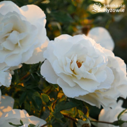 Milly Winterjewel™ - Róże Okrywowe -
