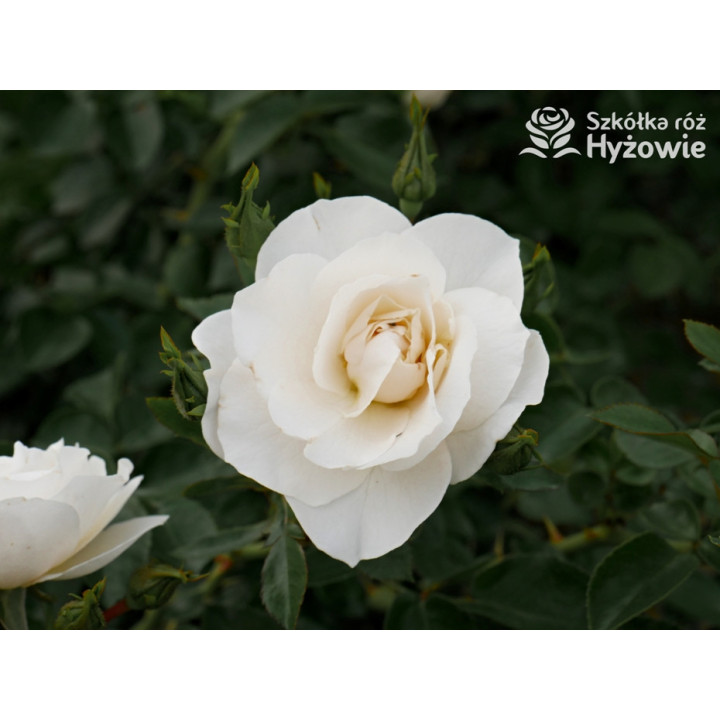 Milly Winterjewel™ - Róże Okrywowe - 