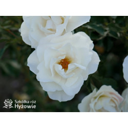 Milly Winterjewel™ - Róże Okrywowe - 