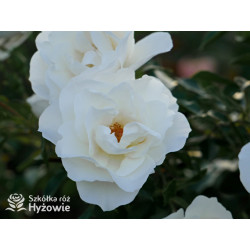 Milly Winterjewel™ - Róże Okrywowe - 