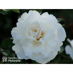 Milly Winterjewel™ - Róże Okrywowe - 