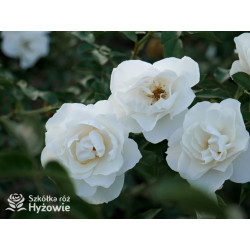 Milly Winterjewel™ - Róże Okrywowe - 