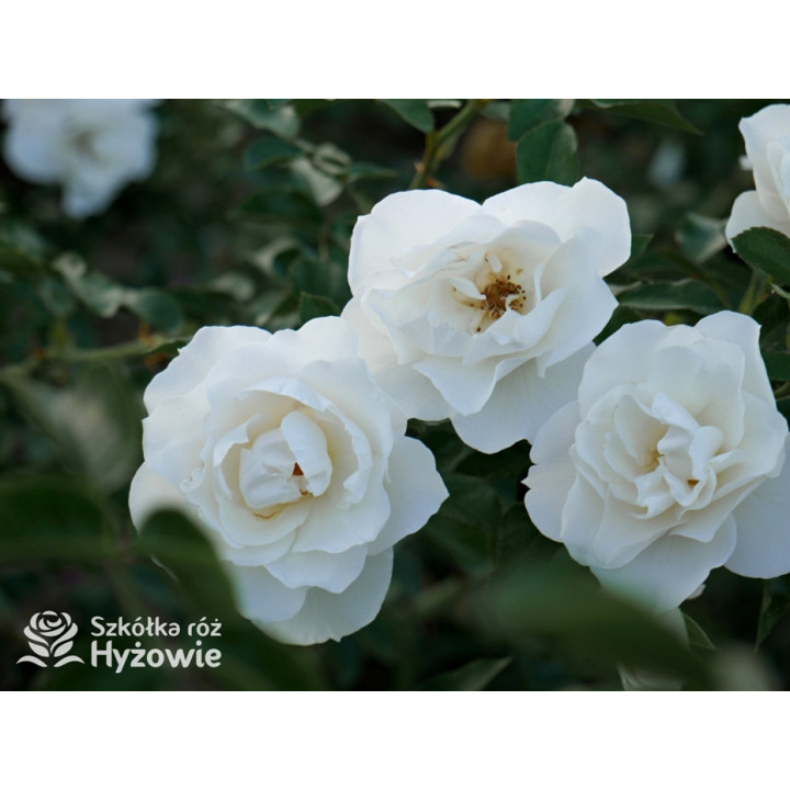 Milly Winterjewel™ - Róże Okrywowe - 