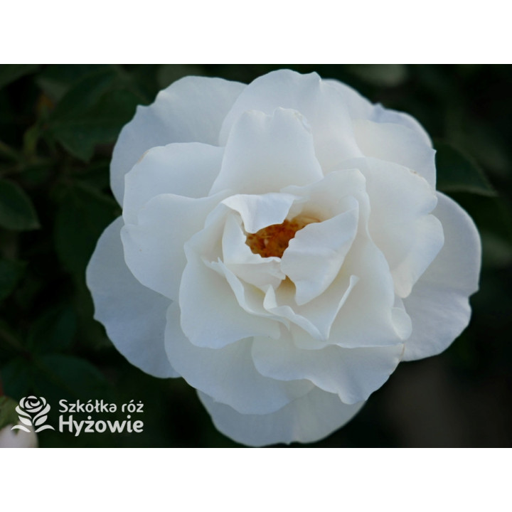 Milly Winterjewel™ - Róże Okrywowe - 