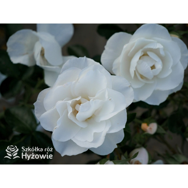 Milly Winterjewel™ - Róże Okrywowe - 