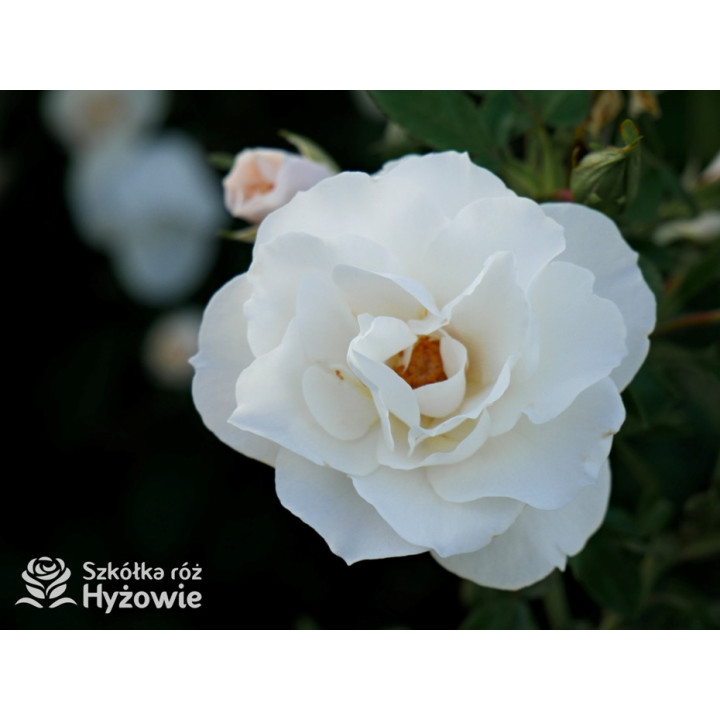 Milly Winterjewel™ - Róże Okrywowe - 