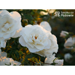 Milly Winterjewel™ - Róże Okrywowe - 