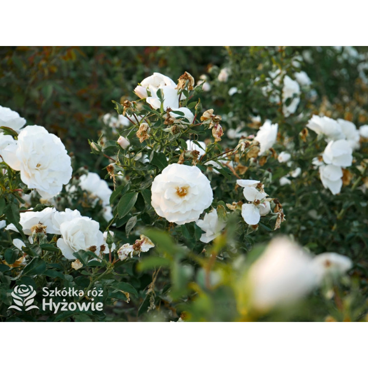 Milly Winterjewel™ - Róże Okrywowe - 