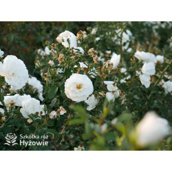 Milly Winterjewel™ - Róże Okrywowe - 