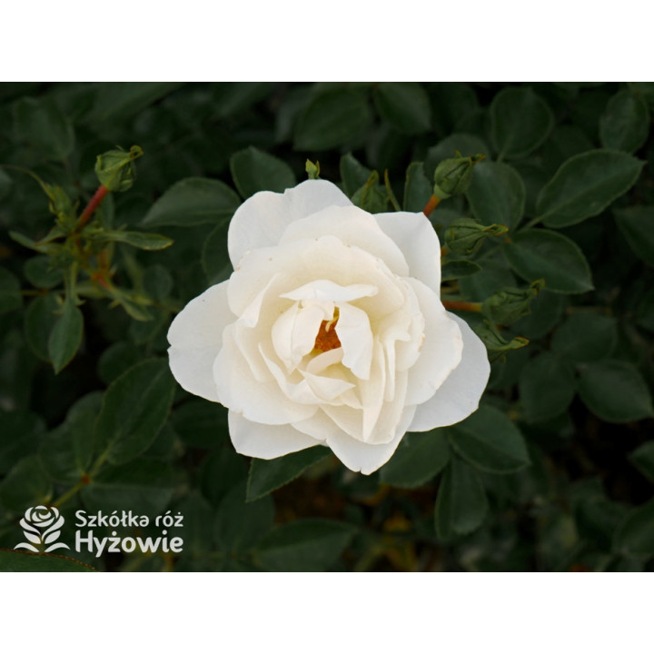 Milly Winterjewel™ - Róże Okrywowe - 