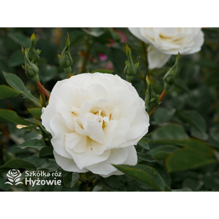 Milly Winterjewel™ - Róże Okrywowe - 