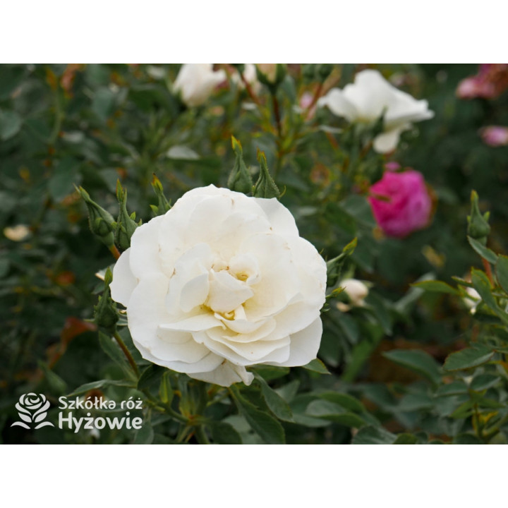 Milly Winterjewel™ - Róże Okrywowe - 