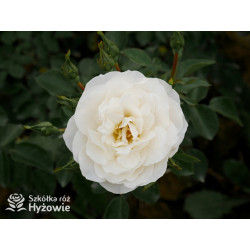 Milly Winterjewel™ - Róże Okrywowe - 