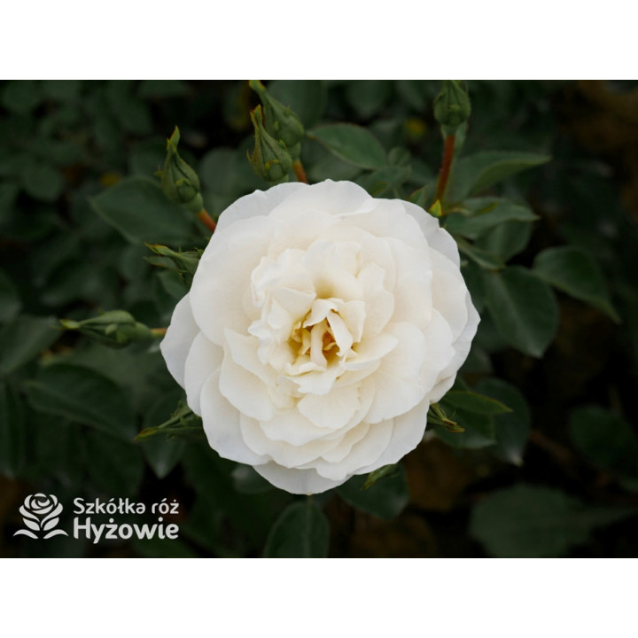 Milly Winterjewel™ - Róże Okrywowe - 