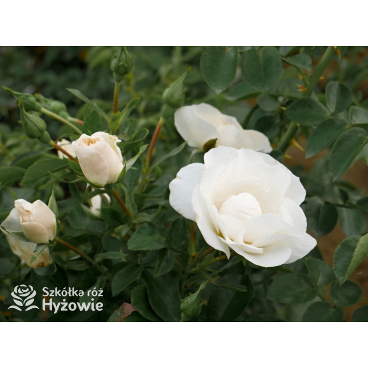 Milly Winterjewel™ - Róże Okrywowe - 