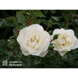 Milly Winterjewel™ - Róże Okrywowe - 