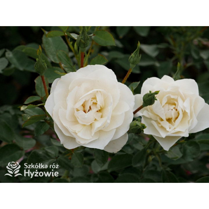 Milly Winterjewel™ - Róże Okrywowe - 