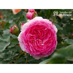 Mina Frayla™ - Róże silnie pachnące - 