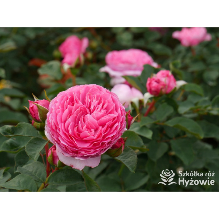 Mina Frayla™ - Róże silnie pachnące - 