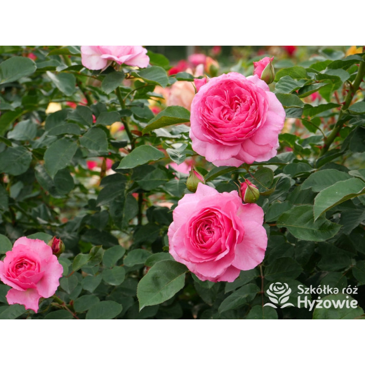 Mina Frayla™ - Róże silnie pachnące - 