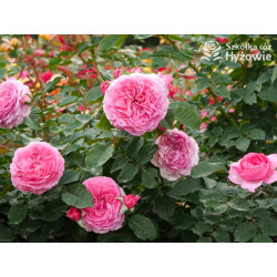 Mina Frayla™ - Róże silnie pachnące - 