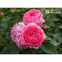 Mina Frayla™ - Róże silnie pachnące - 