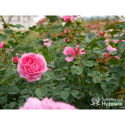 Mina Frayla™ - Róże silnie pachnące - 