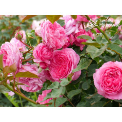 Mina Frayla™ - Róże silnie pachnące - 