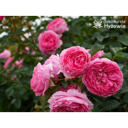 Mina Frayla™ - Róże silnie pachnące - 