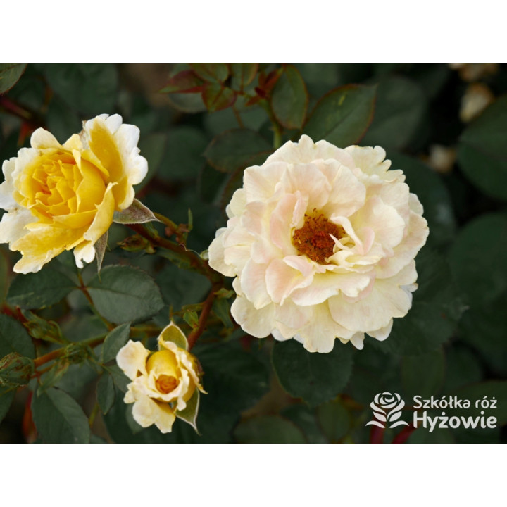 Nadia Zerouali™ - Róże Rabatowe - 