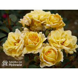 Nadia Zerouali™ - Róże Rabatowe - 