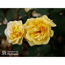 Nadia Zerouali™ - Róże Rabatowe - 