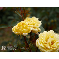 Nadia Zerouali™ - Róże Rabatowe - 