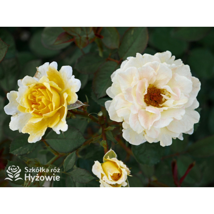 Nadia Zerouali™ - Róże Rabatowe - 