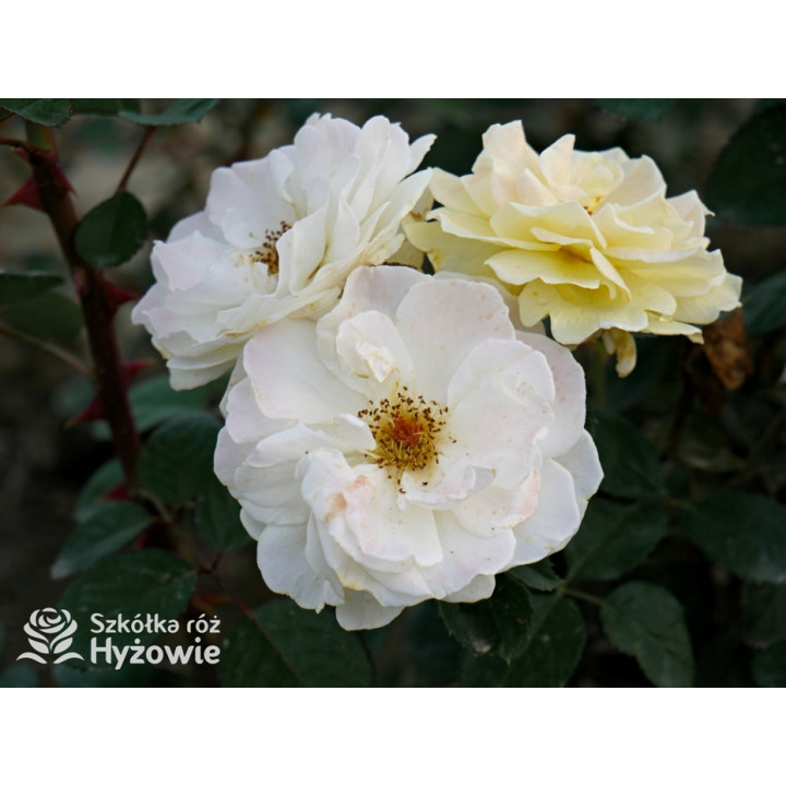 Nadia Zerouali™ - Róże Rabatowe - 