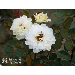 Nadia Zerouali™ - Róże Rabatowe - 