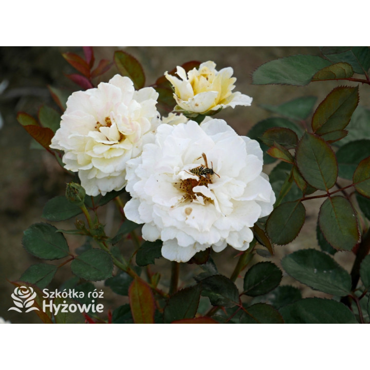 Nadia Zerouali™ - Róże Rabatowe - 