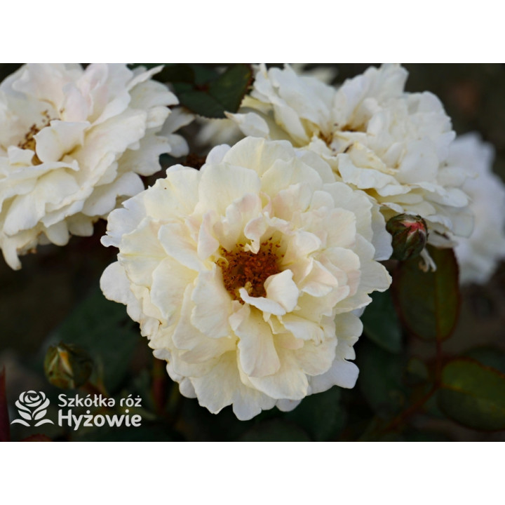 Nadia Zerouali™ - Róże Rabatowe - 