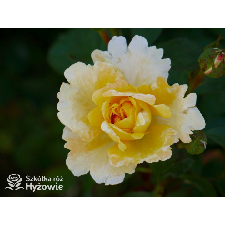 Nadia Zerouali™ - Róże Rabatowe - 