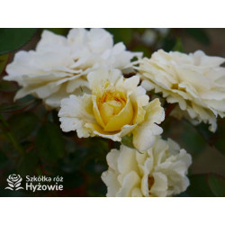 Nadia Zerouali™ - Róże Rabatowe - 