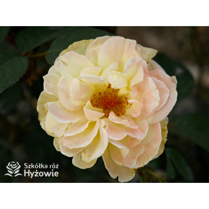 Nadia Zerouali™ - Róże Rabatowe - 