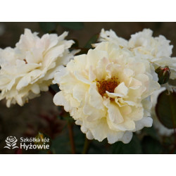 Nadia Zerouali™ - Róże Rabatowe - 