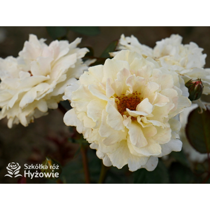 Nadia Zerouali™ - Róże Rabatowe - 