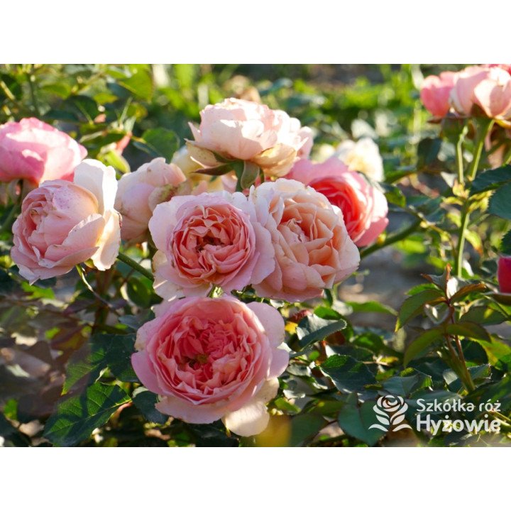 Perfume Fashion™ - Róże Rabatowe - 