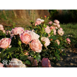 Perfume Fashion™ - Róże Rabatowe - 